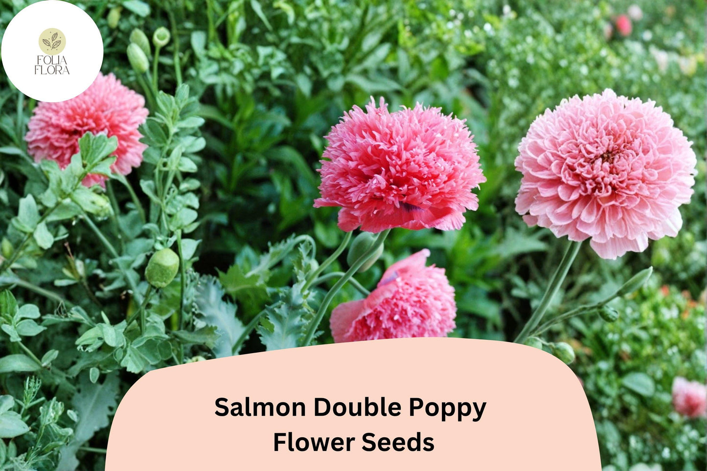200+ Salmon Double Poppy Seeds for Garden Planting – Ruffled Salmon Pink Blooms, Easy to Grow Perennial Wildflower