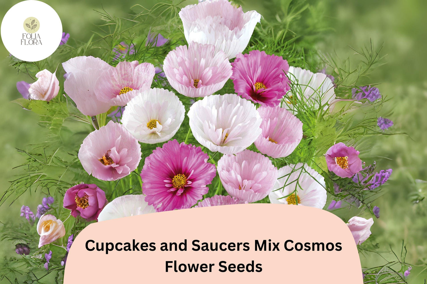 200+ Cupcakes & Saucers Cosmos Seeds | Cosmos Bipinnatus Mixed Colors Annual Flower Garden Seeds