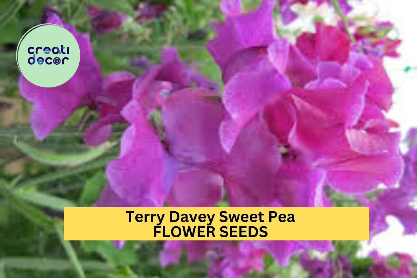 50+ Terry Davey Sweet Pea Seeds – Rich Purple Fragrant Blooms for Garden Planting, Climbing Vines for Trellises & Bouquets – USA