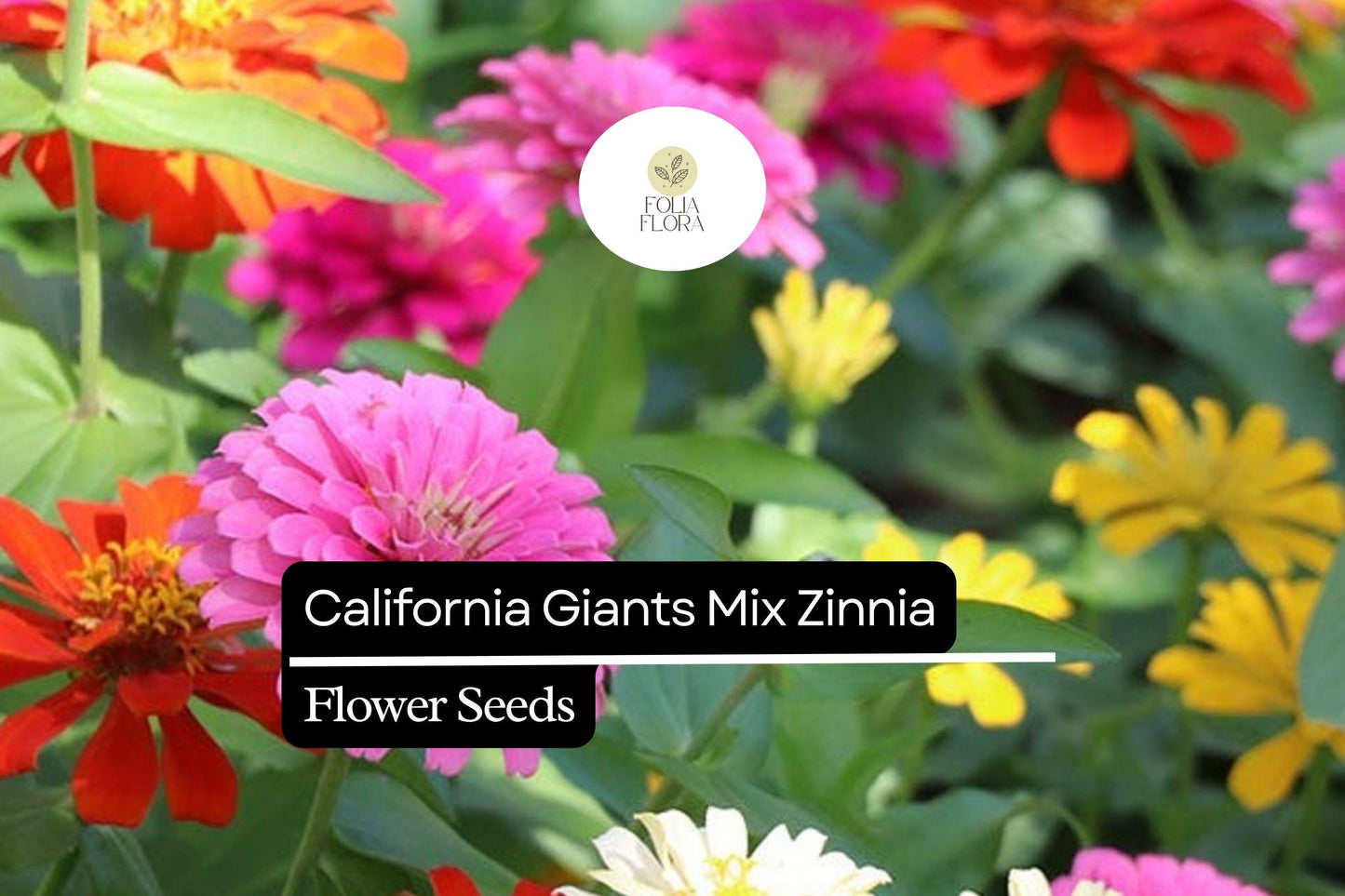 100 California Giant Zinnia Seeds – Zinnia elegans – Huge Vibrant Blooms, Pollinator-Friendly, Easy to Grow