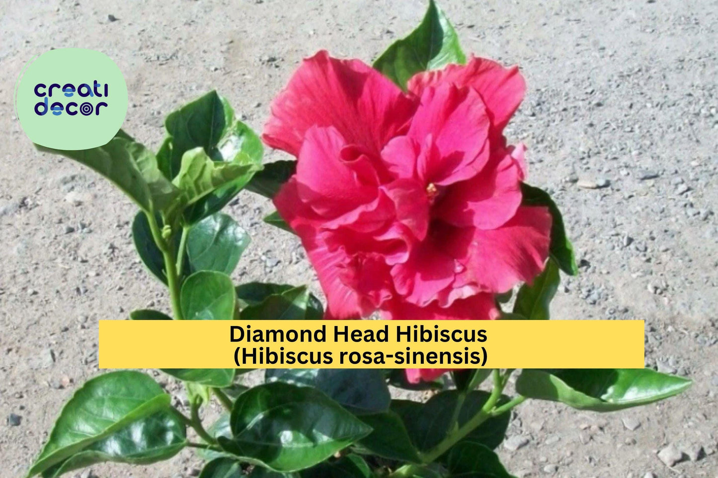 Diamond Head Hibiscus Starter Plant – Hibiscus rosa-sinensis – Small Rooted Tropical Flower Plant for Garden or Patio Pots