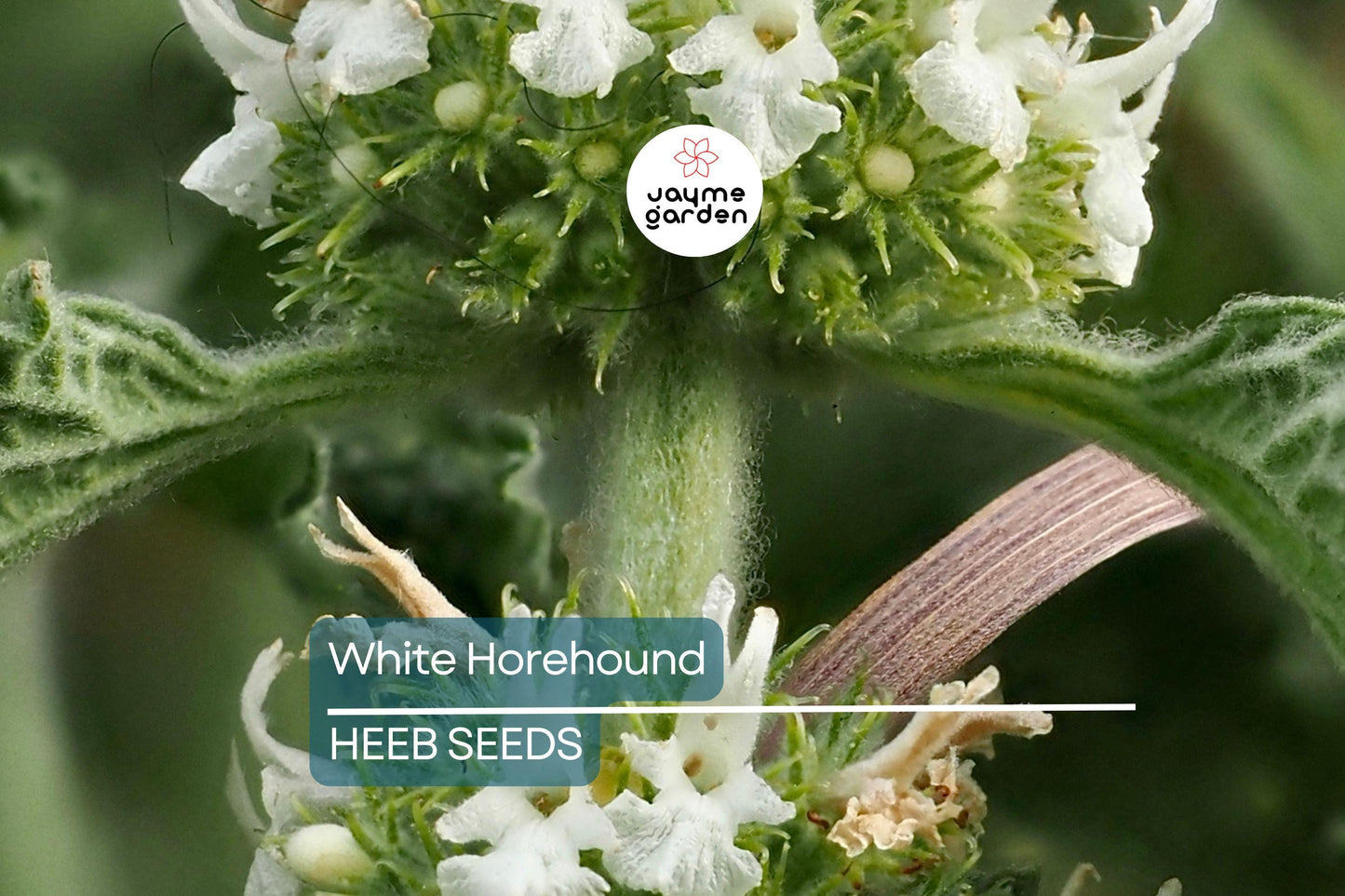 500 White Horehound Herb Seeds (Marrubium vulgare), Bitter Flavor, 10-18" Tall, Free Shipping
