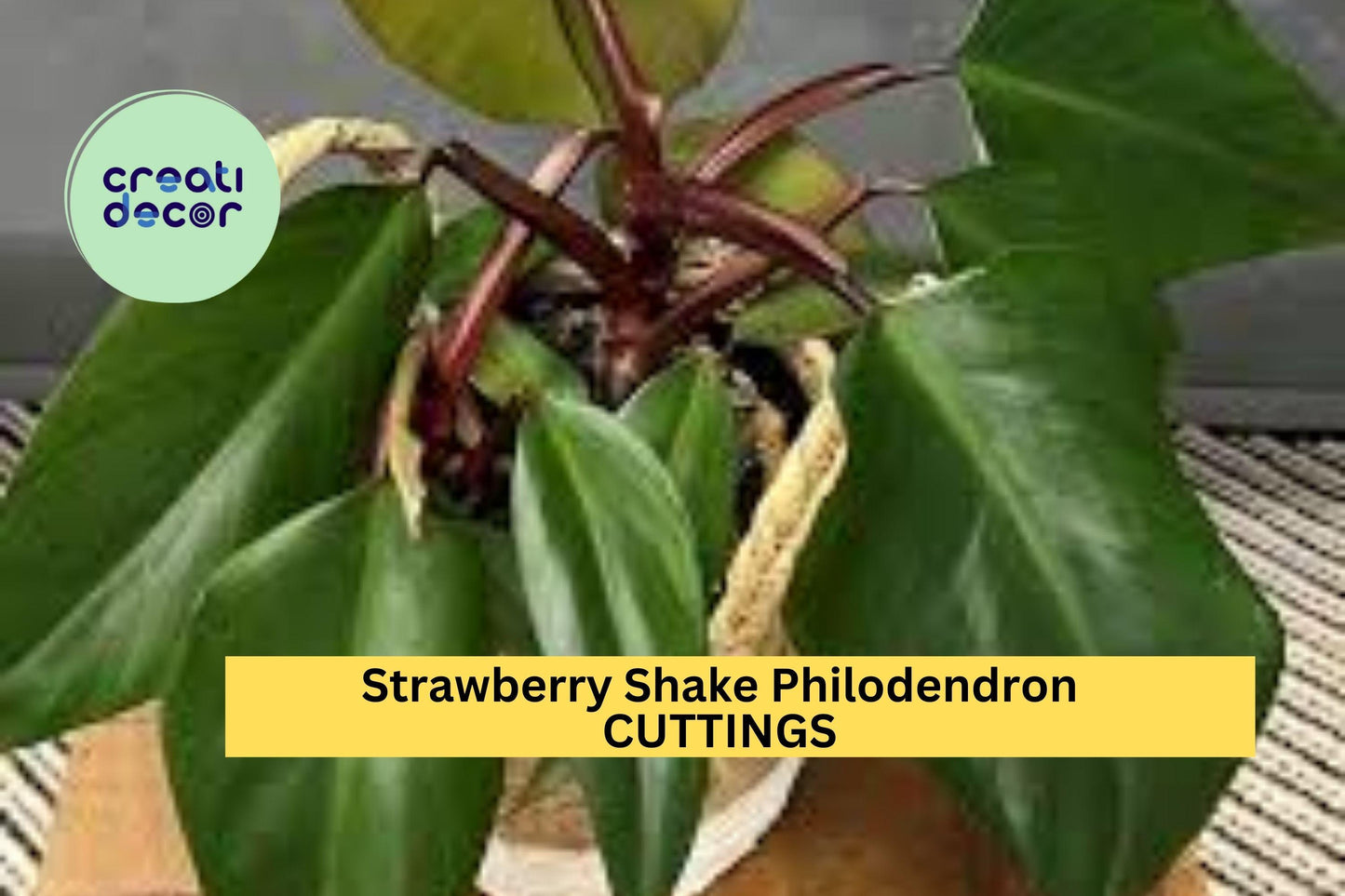 2 Strawberry Shake Philodendron Cuttings + Bonus Species – Fresh Unrooted Rare Variegated Plant for Propagation – USA