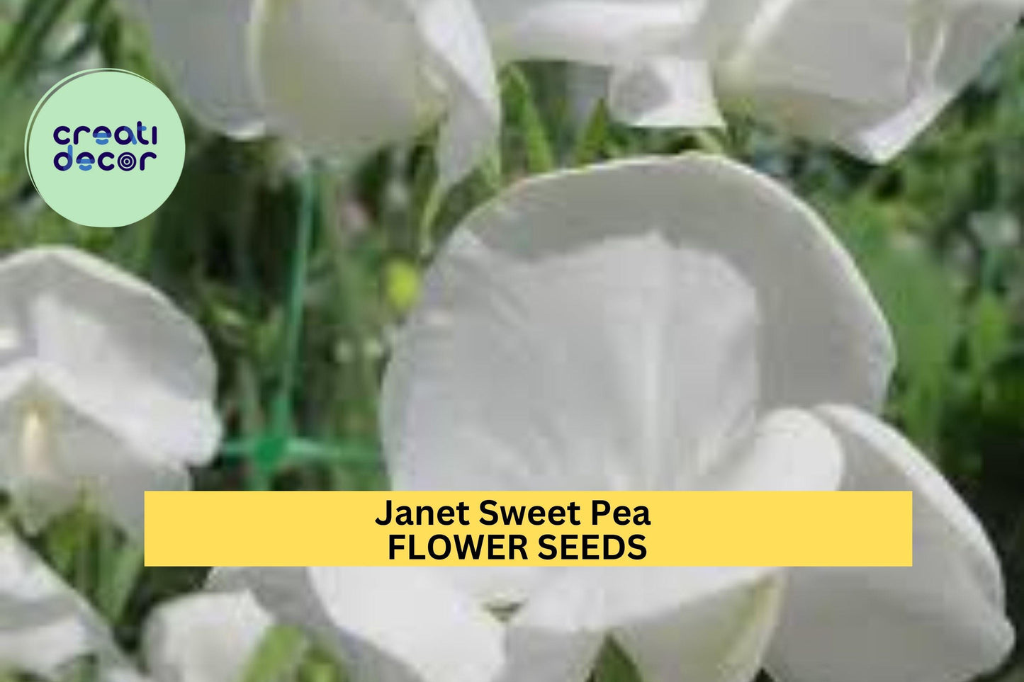 50+ Janet Sweet Pea Seeds – Soft Pink Fragrant Blooms for Garden Planting, Climbing Vines for Trellises, Fences & Bouquets – USA