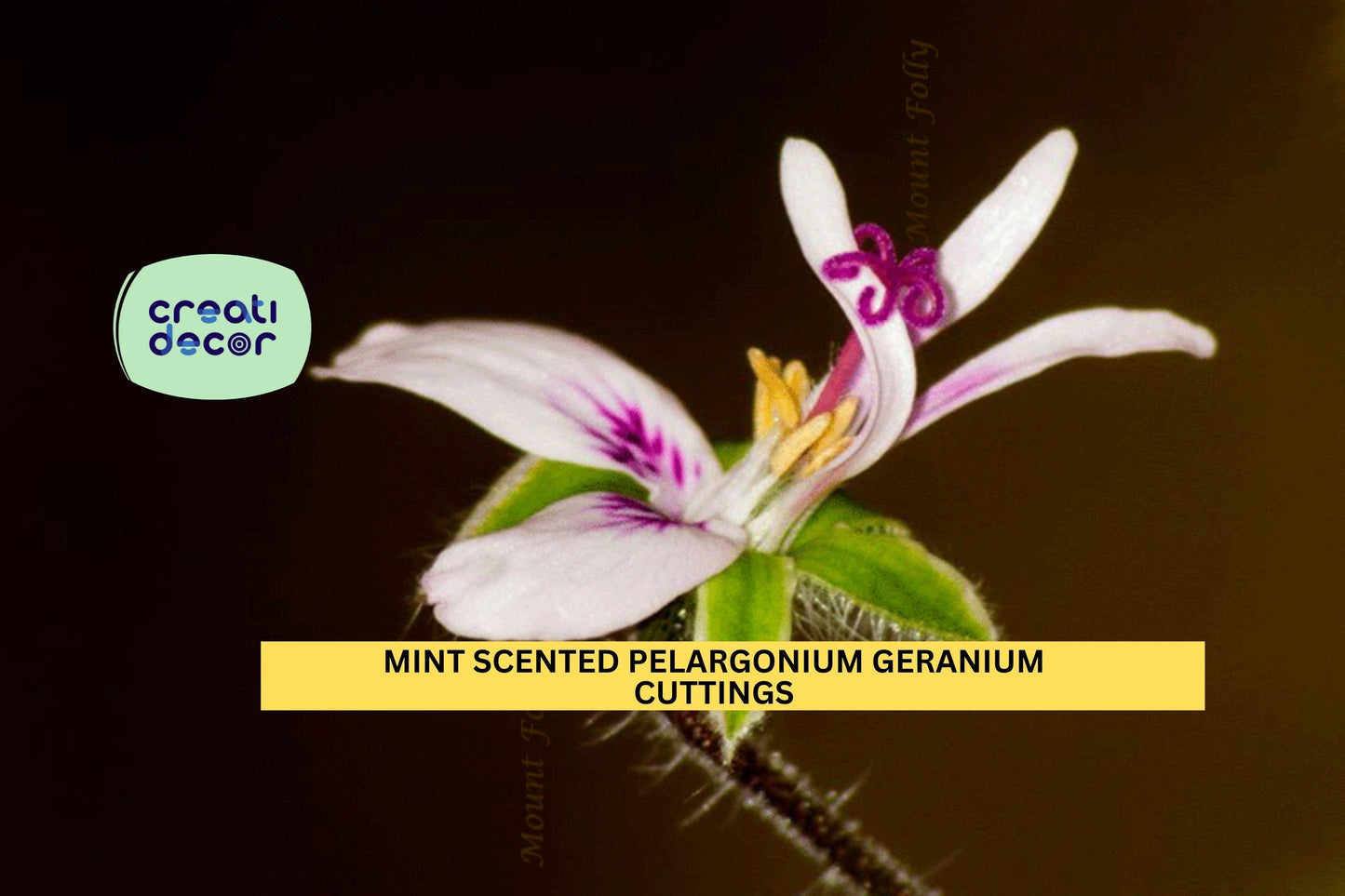 3 Mint-Scented Fuzzy Geranium Cuttings – 6" Pelargonium Stems | Rare Scented Variety for Pots, Garden Borders, or Herb-Themed Beds