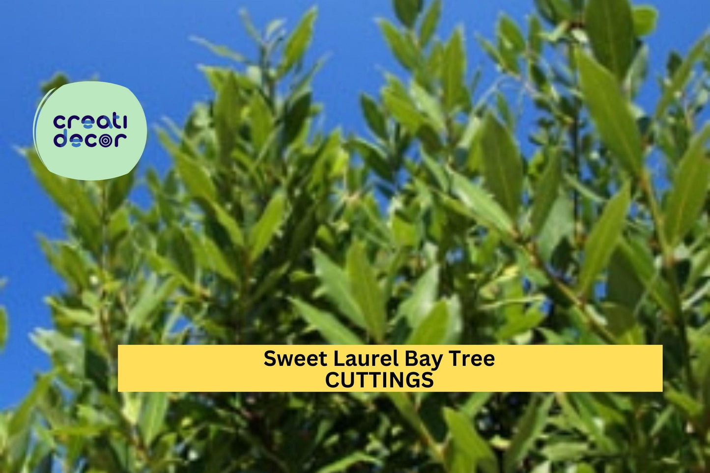 10 Sweet Bay Laurel Cuttings | Laurus Nobilis Starter Wood | Grow Culinary Bay Leaf Trees | Hardy Evergreen Shrub | USA Seller