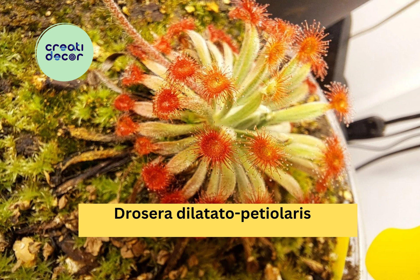 Drosera dilatato-petiolaris | Live Carnivorous Sundew Plant | Rare Tropical Collector Species