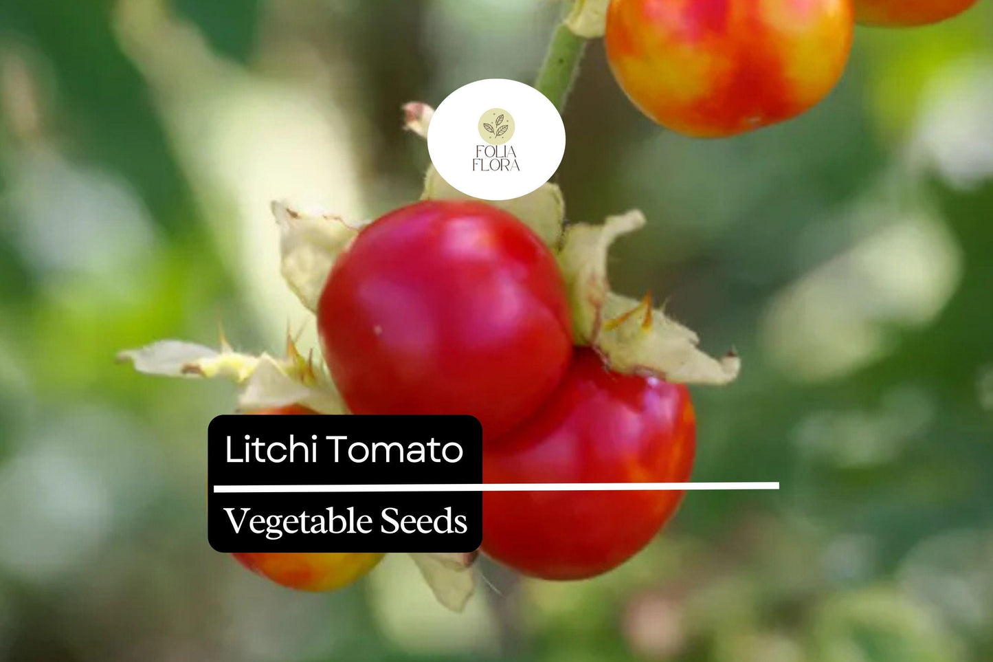 Litchi Tomato Seeds (Solanum sisymbriifolium) | 50 Seeds | Rare Heirloom Fruit with Spiny Foliage