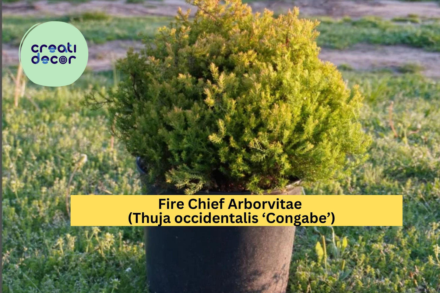 Fire Chief Arborvitae Plant | Thuja occidentalis ‘Congabe’ Live Evergreen | Compact Dwarf Shrub with Yellow-Orange-Red Fall Color