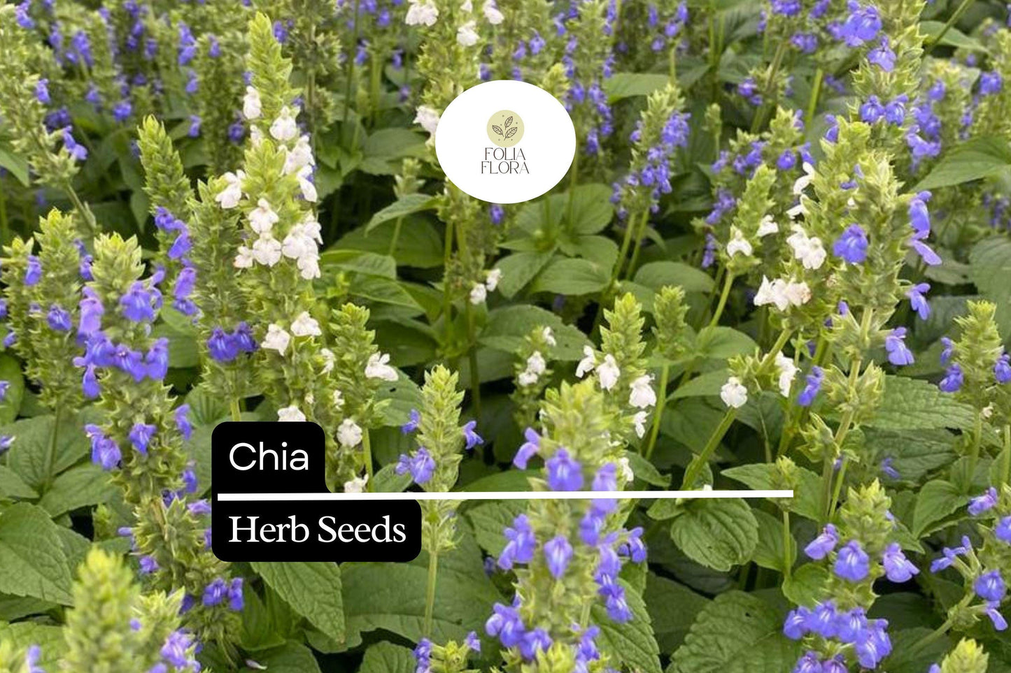 750 Seeds Chia (Salvia hispanica) – Nutrient-Packed Superfood and Pollinator-Friendly Herb