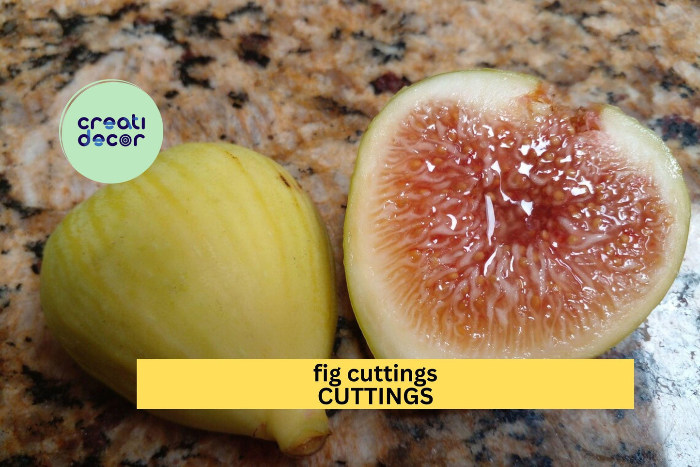 Fig Tree Cuttings (2) | Fresh Unrooted Ficus carica Scions | Easy to Root | Grow Your Own Fruit Tree from Cuttings