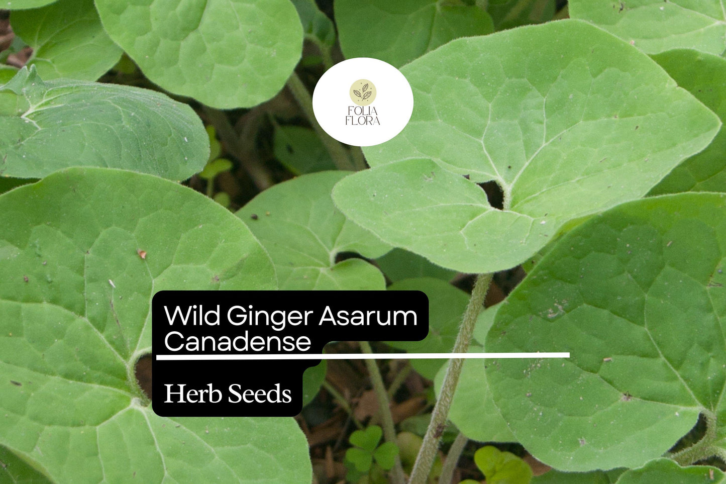 Wild Ginger Seeds 100mg | Asarum canadense | Shade-Loving Perennial Groundcover, Native Herb, Pollinator Friendly, Non-GMO