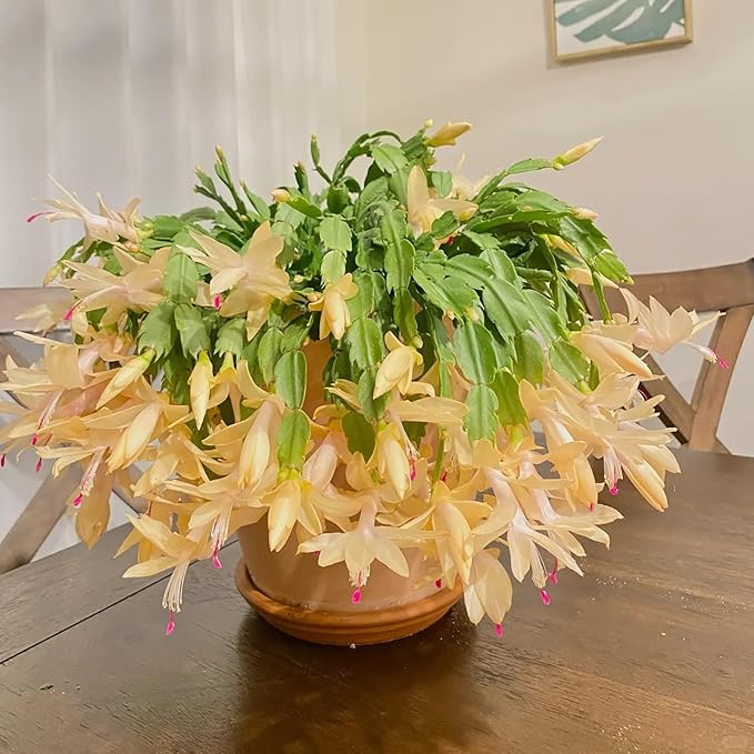 Yellow Christmas Cactus (Schlumbergera truncata) Live Plant 5β6" Tall Bareroot | Rare Color | Easy Indoor Houseplant