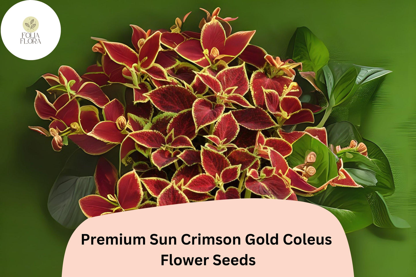 25+ Sun Crimson Gold Coleus Seeds for Planting | Premium Shade Plant | Red Gold Foliage Annual | Garden Bedding Seeds