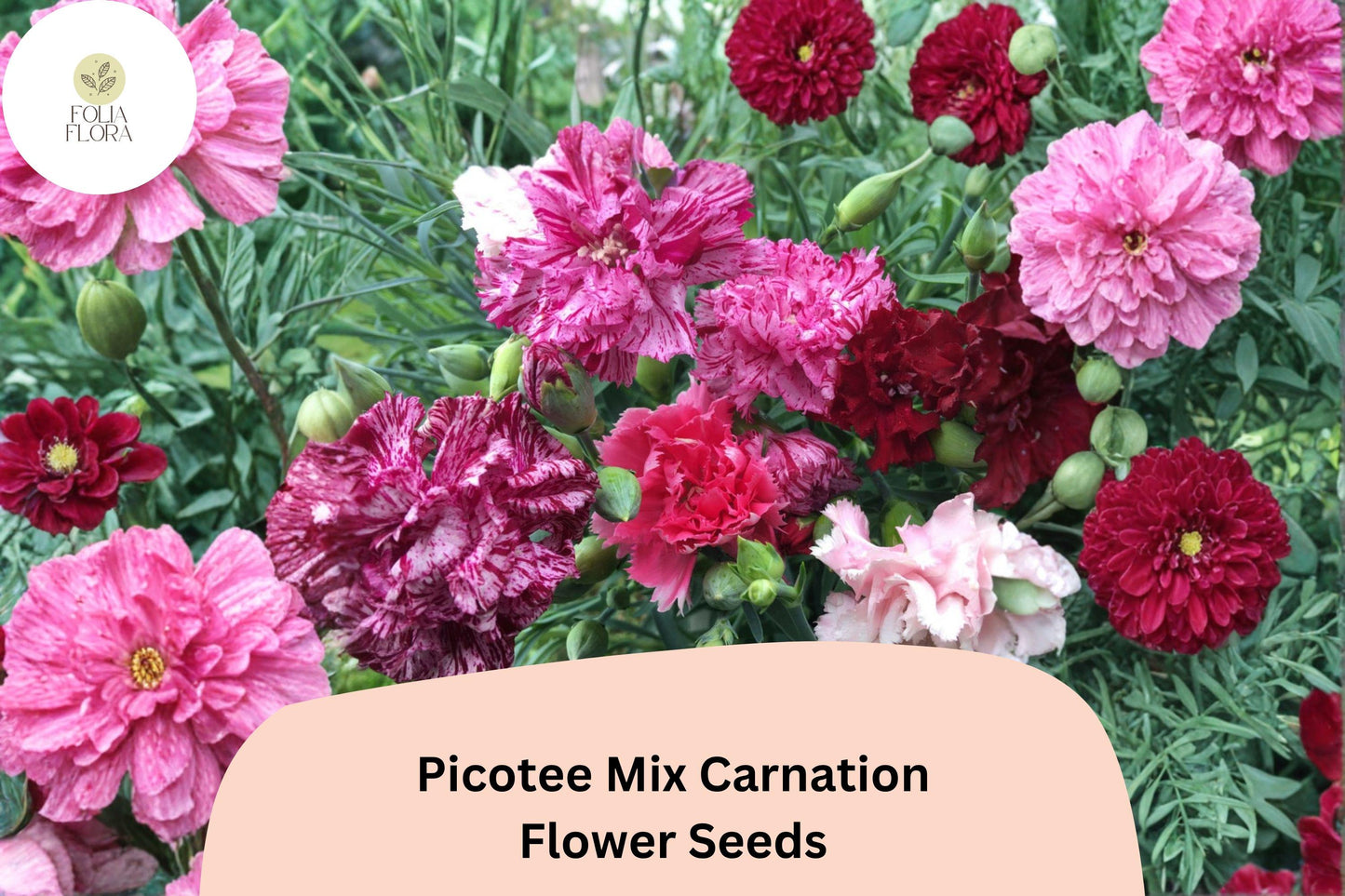 200+ Picotee Mix Carnation Seeds for Garden Planting | Dianthus caryophyllus | Mixed Edge Blooms