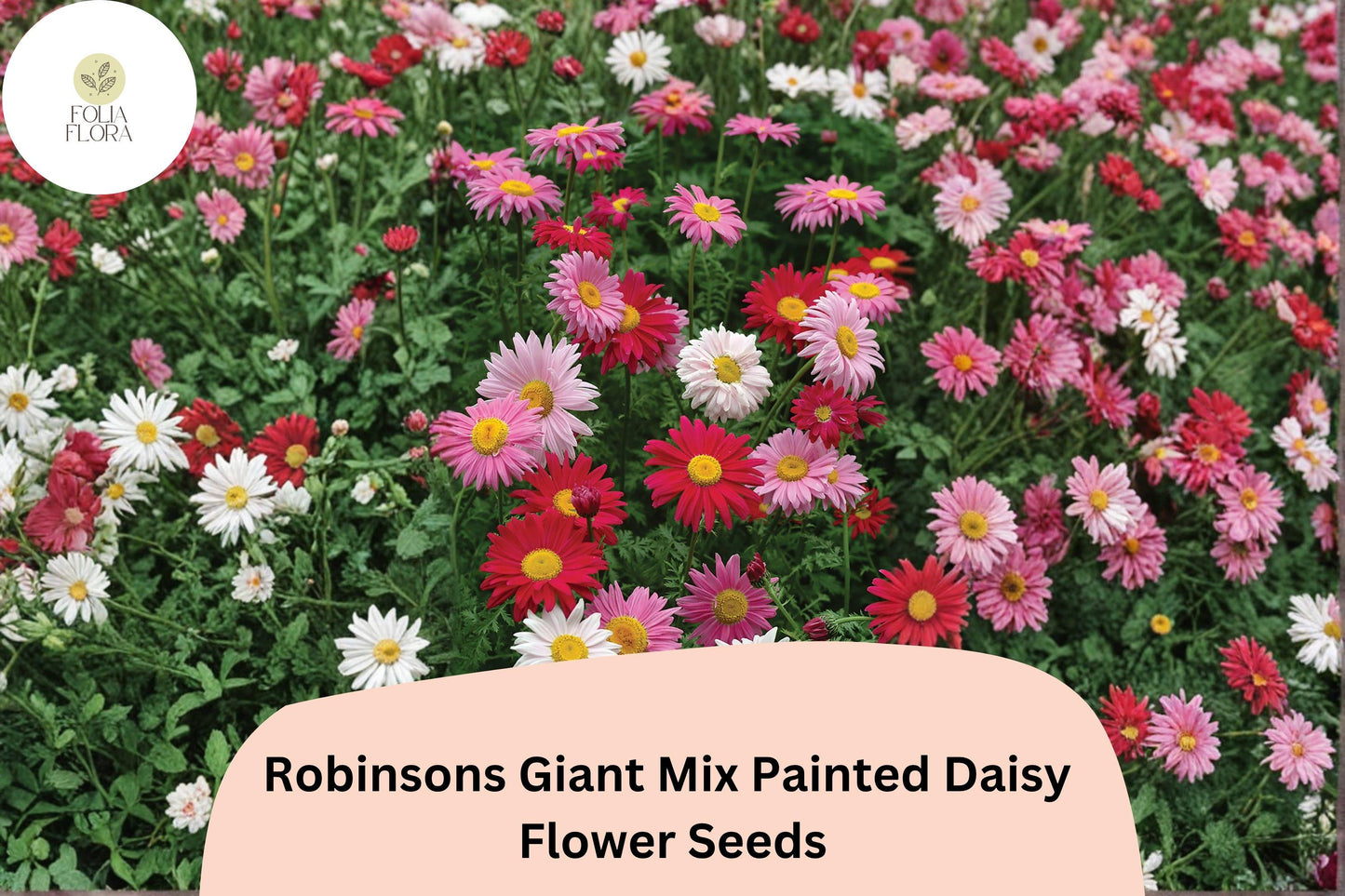 200+ Robinsons Giant Mix Painted Daisy Seeds | Tanacetum coccineum | Colorful Garden Flower Mix