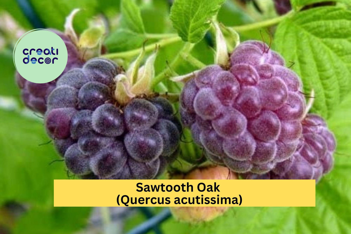 Glencoe Thornless Raspberry – 2 Live Plants – Rubus idaeus ‘Glencoe’ Hybrid, Sweet Purple Fruit Garden Perennial
