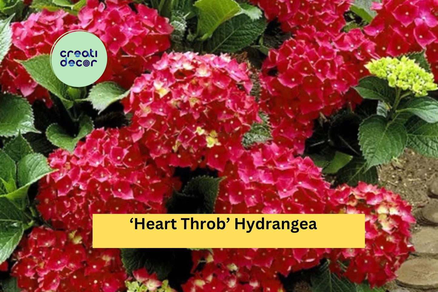 Heart Throb Hydrangea | Live Well Rooted Starter Plant | Ornamental Shrub with Red Blooms