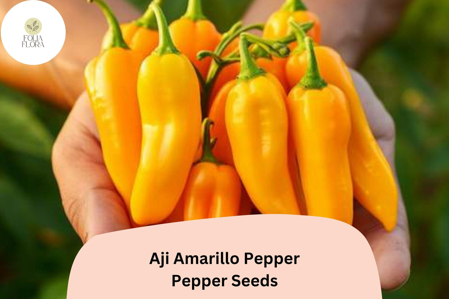 25+ Aji Amarillo Pepper Seeds | Peruvian Heirloom Chili | Medium-Hot Yellow Peppers for Spicy Garden Planting