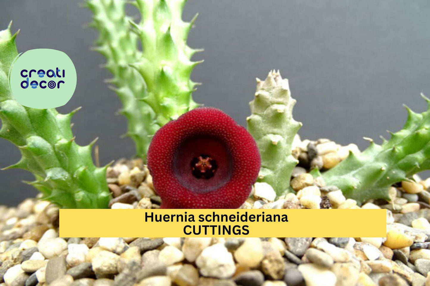 1 Huernia Schneideriana Rooted Cutting | Rare Succulent Starter | Star-Shaped Maroon Flower | Easy Exotic Houseplant