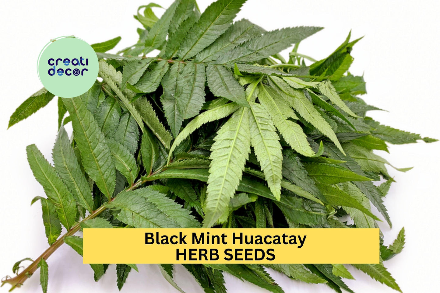 3pcs of 100mg Black Mint Huacatay Seeds – Peruvian Herb for Culinary Use, Garden Beds, and Aromatic Herb Gardens Seeds for Planting