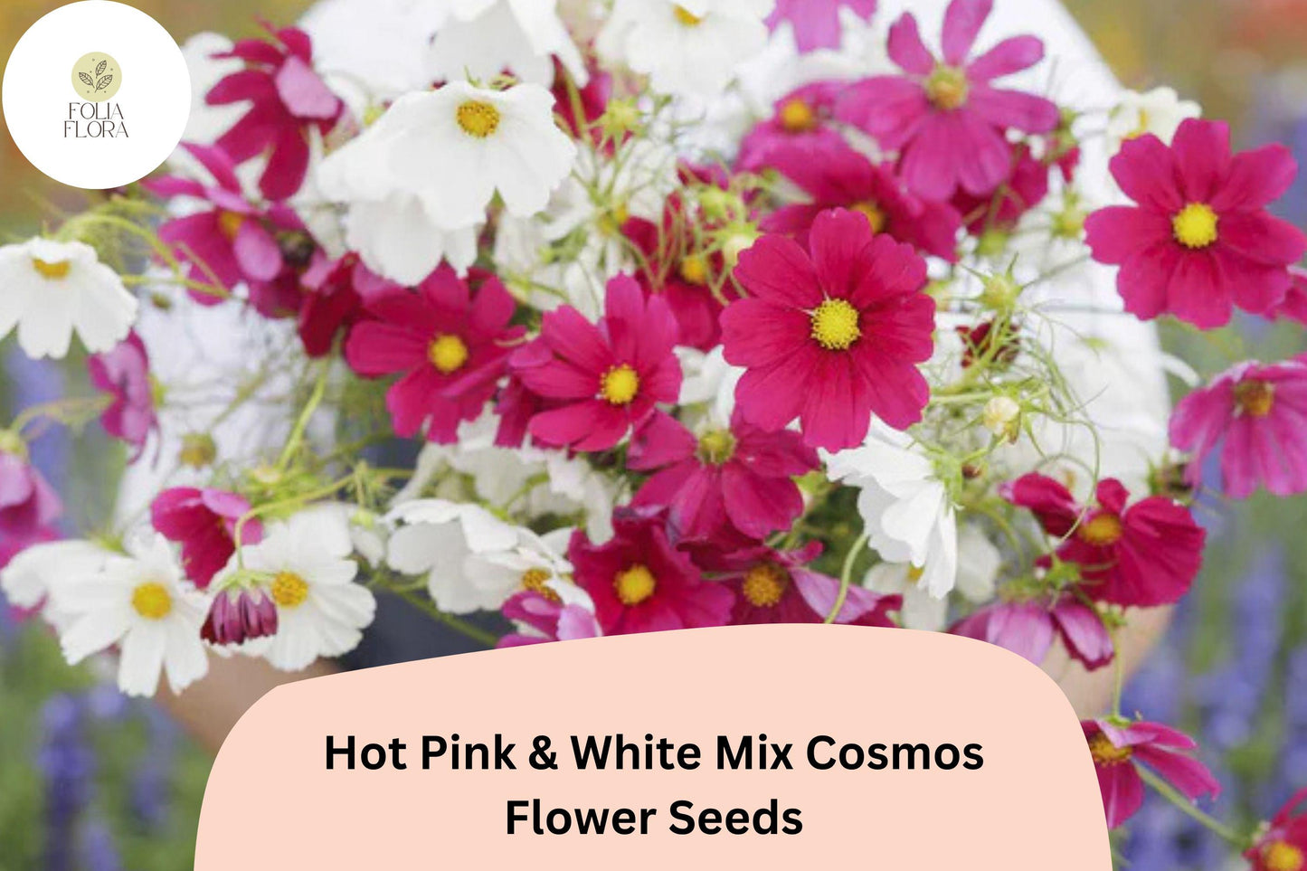 200+ Hot Pink & White Mix Cosmos Seeds | Cosmos Bipinnatus Garden Flower Mix | Bright Summer Bloom Seeds