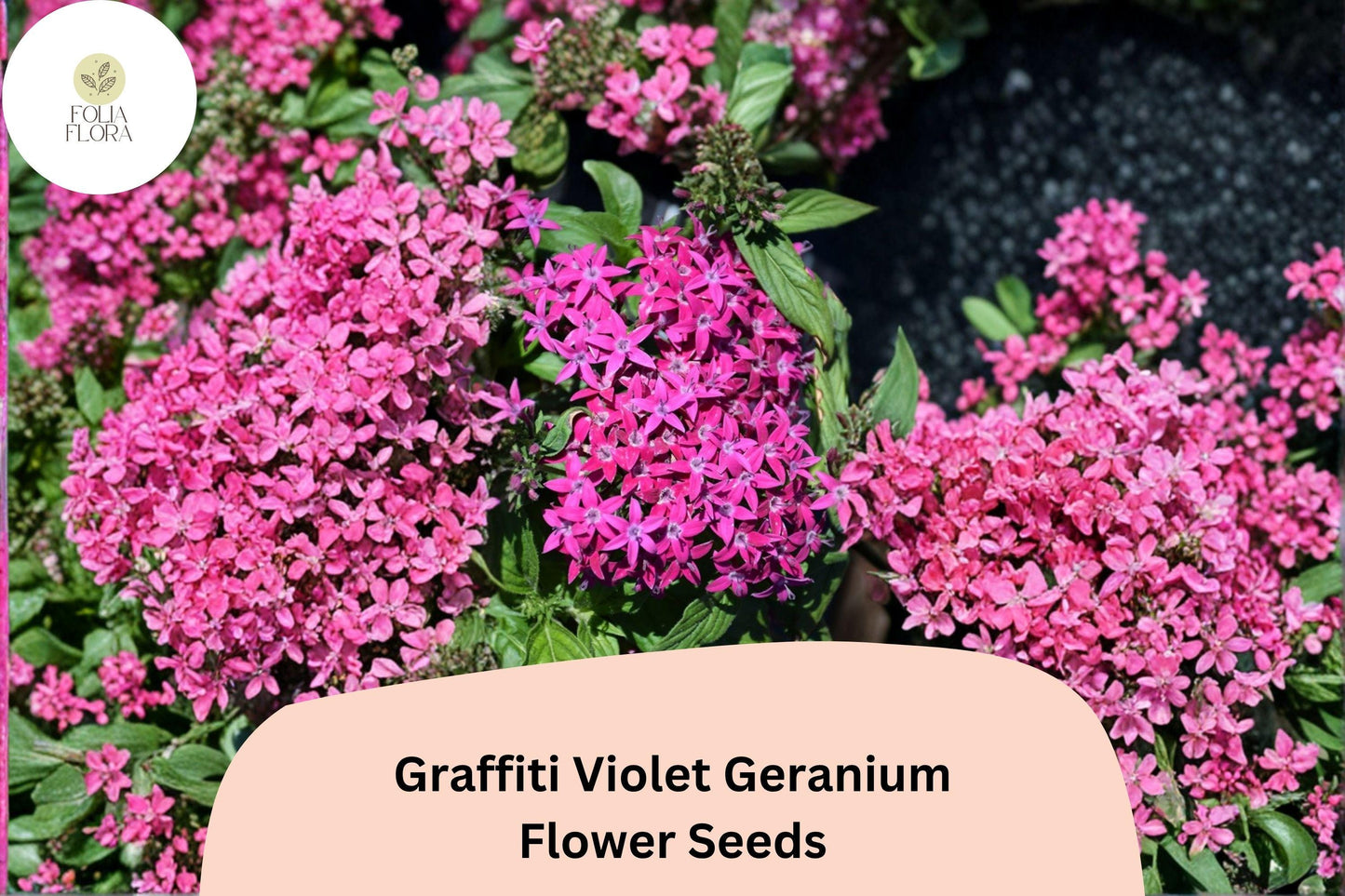 25+ Graffiti Violet Geranium Seeds | Purple Zonal Pelargonium | Garden Flower Seeds