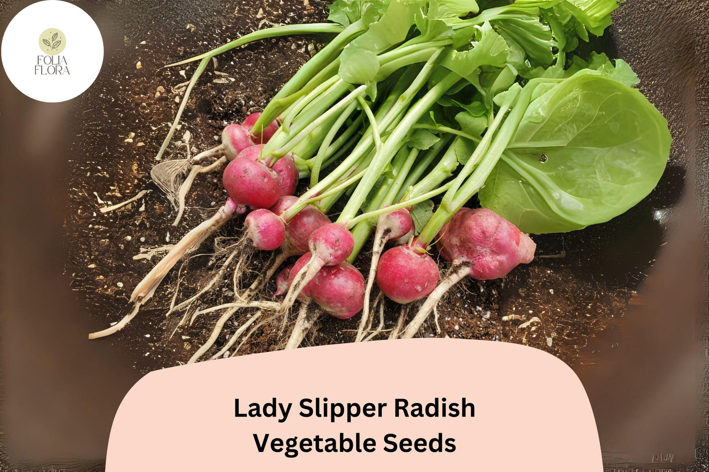 500+ Lady Slipper Radish Seeds – Heirloom Pink Radish Seeds for Garden Planting
