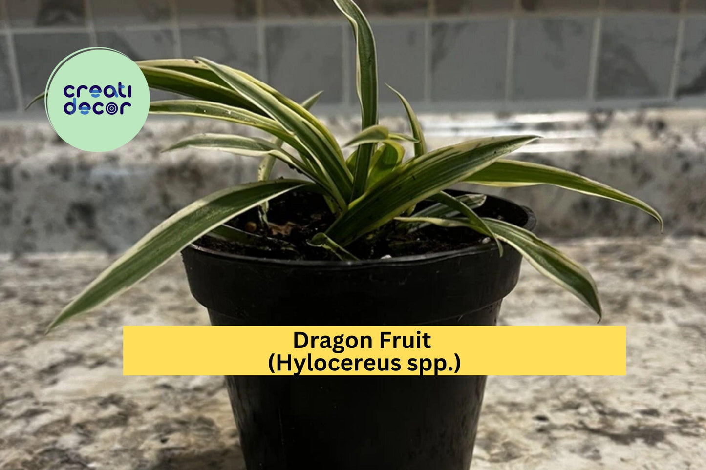 Dragon Fruit Plants | Set of 4 Live Bare Root Seedlings | 1 Year+ Pitaya Cactus Vines