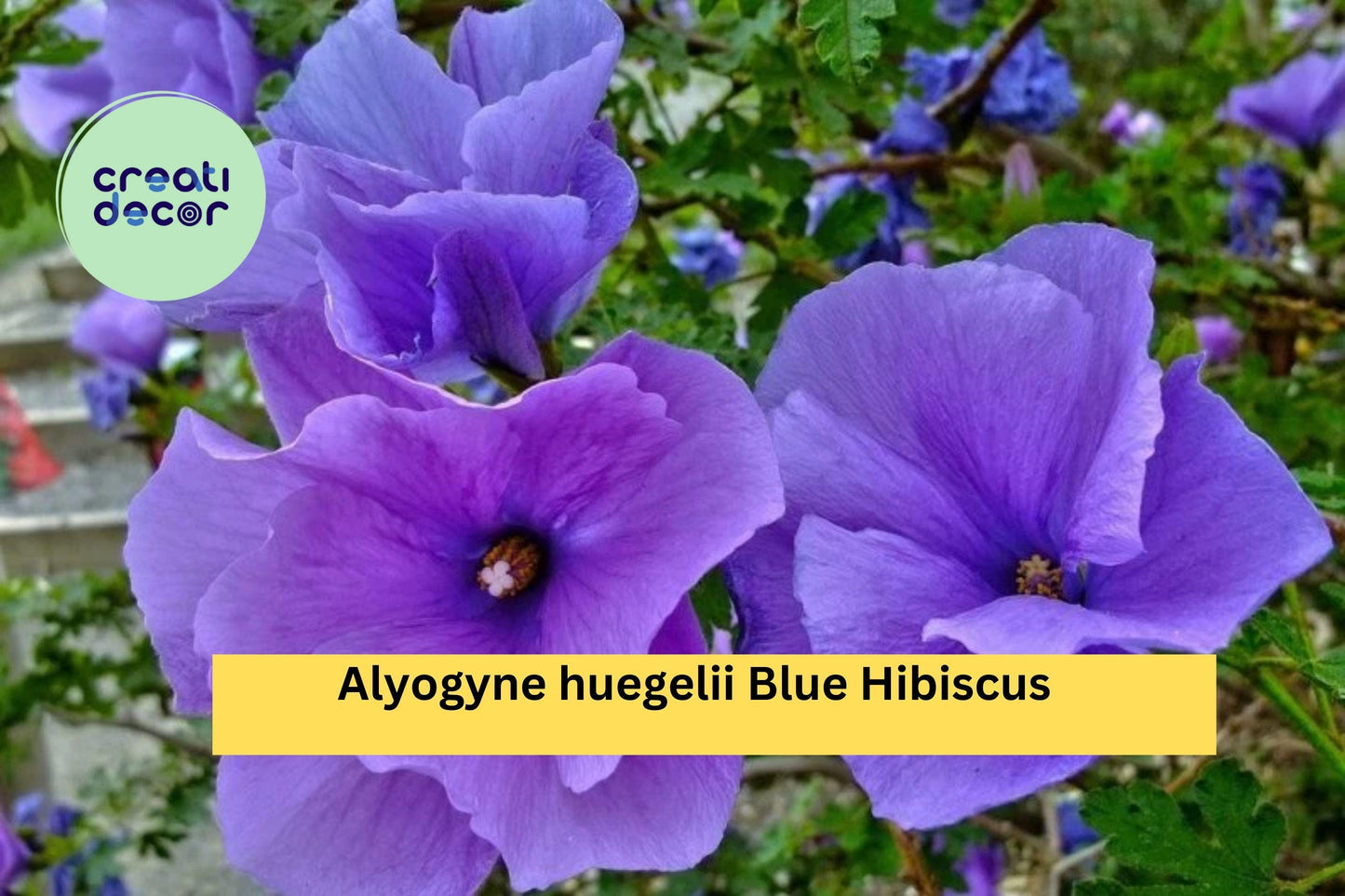 Blue Hibiscus – Alyogyne huegelii Live Rooted Starter Plant, Hardy Flowering Shrub with Purple-Blue Blooms for Garden or Landscape