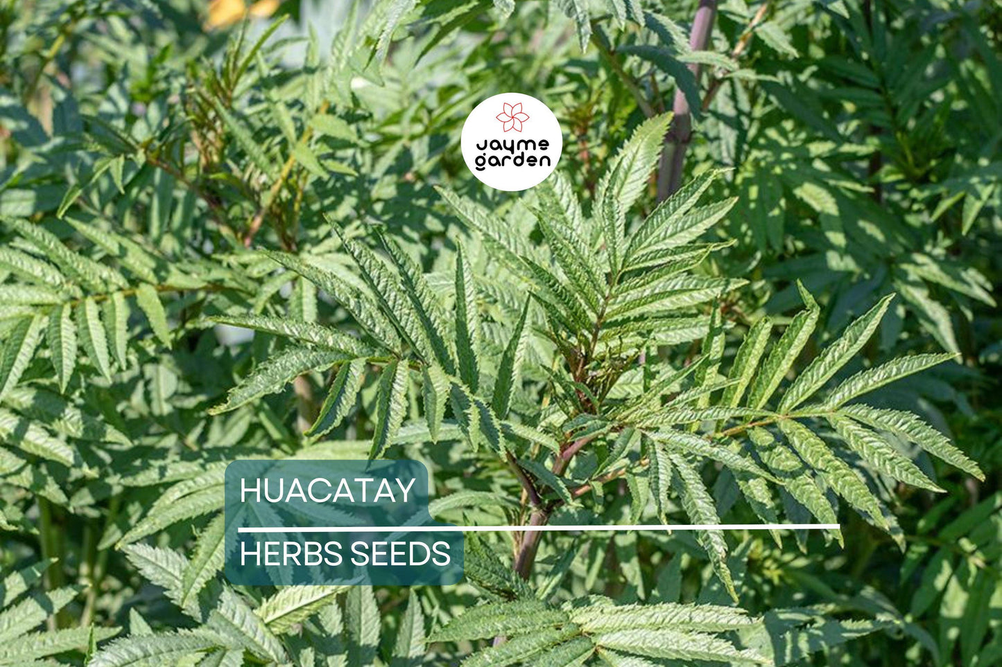 300 Huacatay Seeds (Black Mint) - Peruvian Culinary & Medicinal Herb - Tagetes Minuta - Strong Flavor - Organic and Fresh