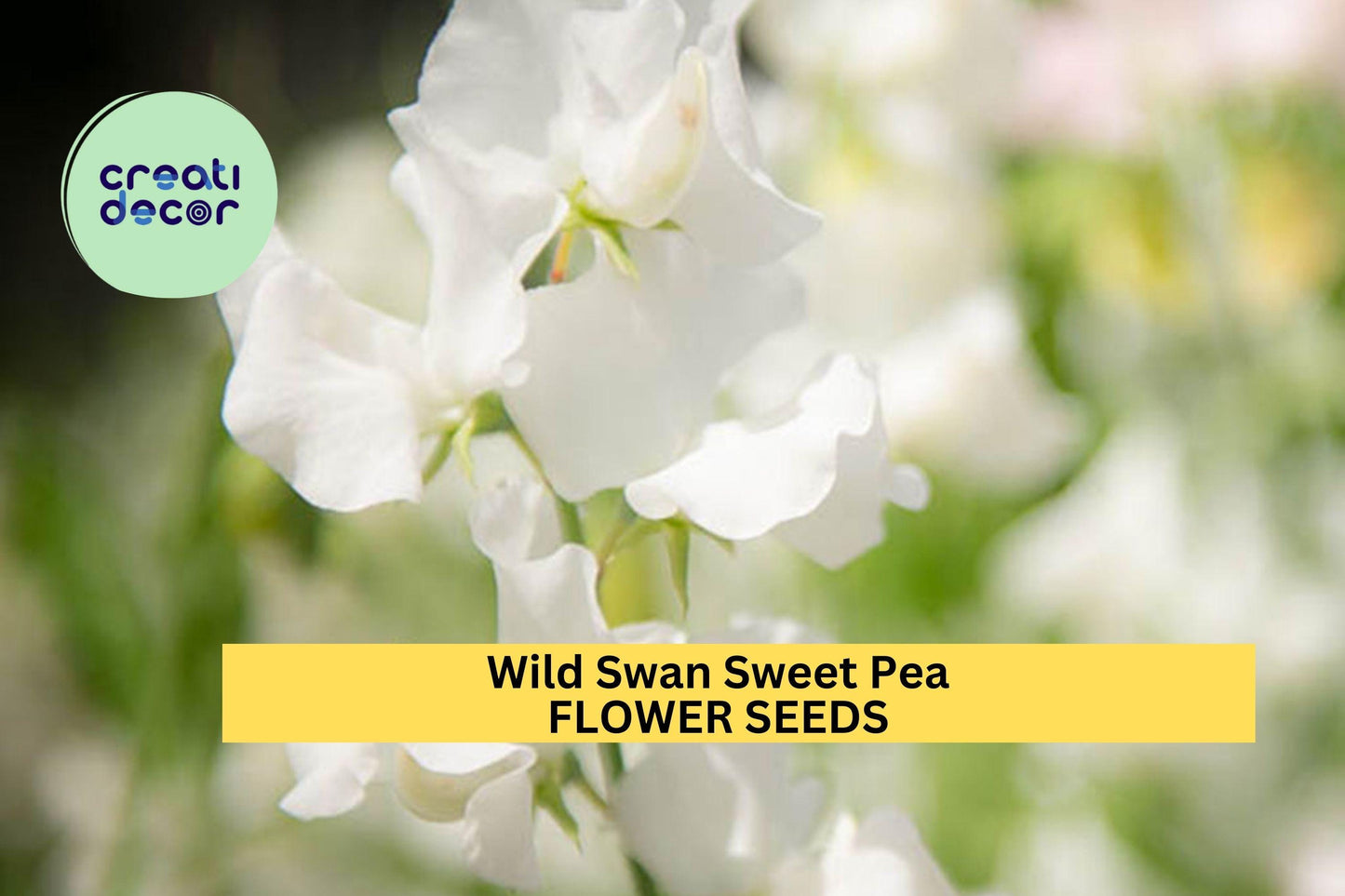 50+ Wild Swan Sweet Pea Seeds – Soft White & Lavender Fragrant Blooms for Garden Planting, Climbing Vines for Trellises – USA