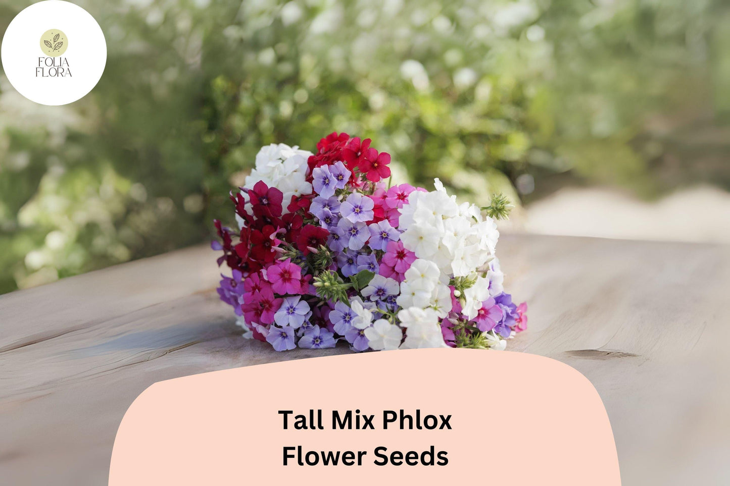100+ Tall Mix Phlox Seeds – Perennial Garden Flowers, Phlox paniculata Blend