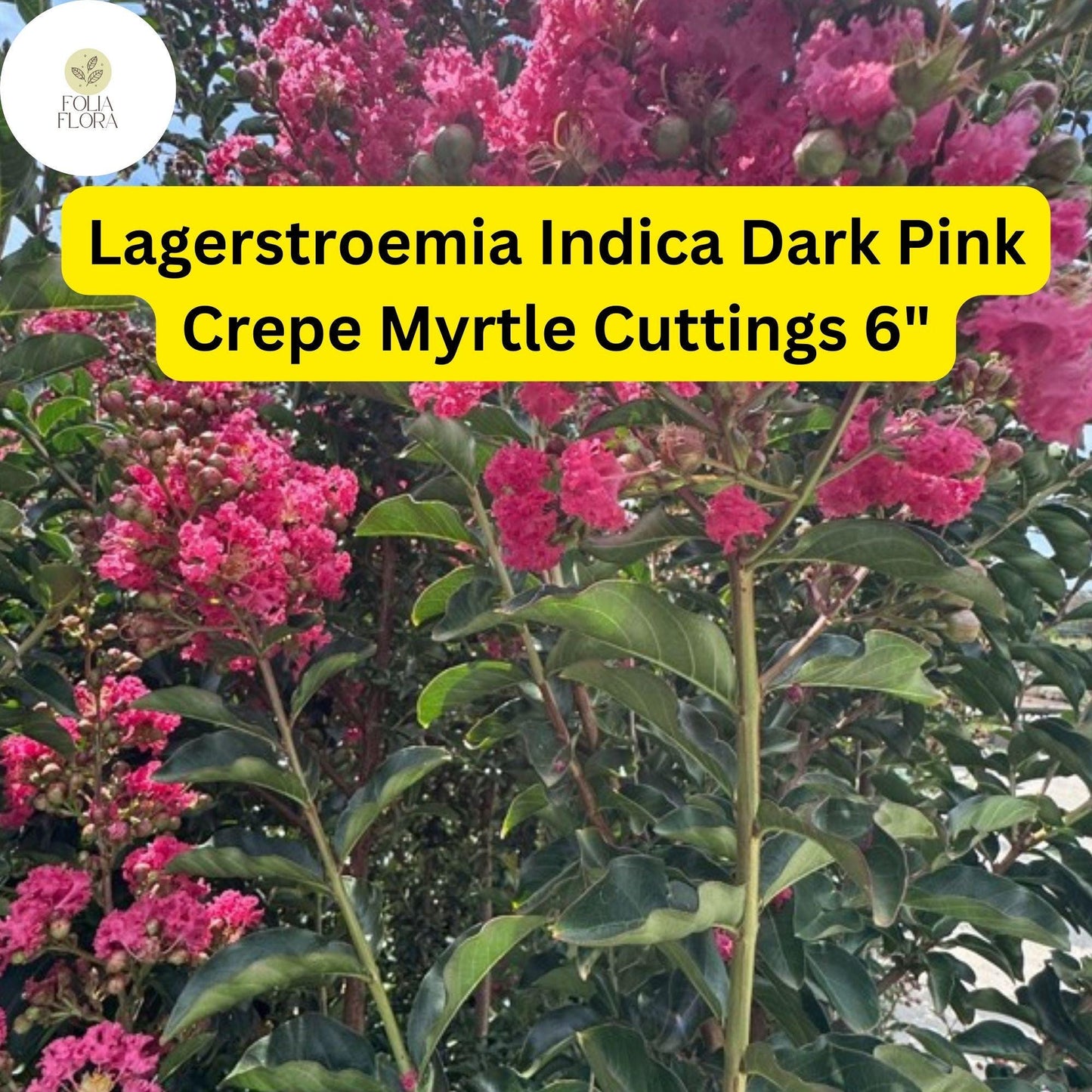 Lagerstroemia Indica | Dark Pink Crepe Myrtle | 7 Live 6” Tree Cuttings | Fast-Growing, Drought-Tolerant, Long-Blooming Ornamental
