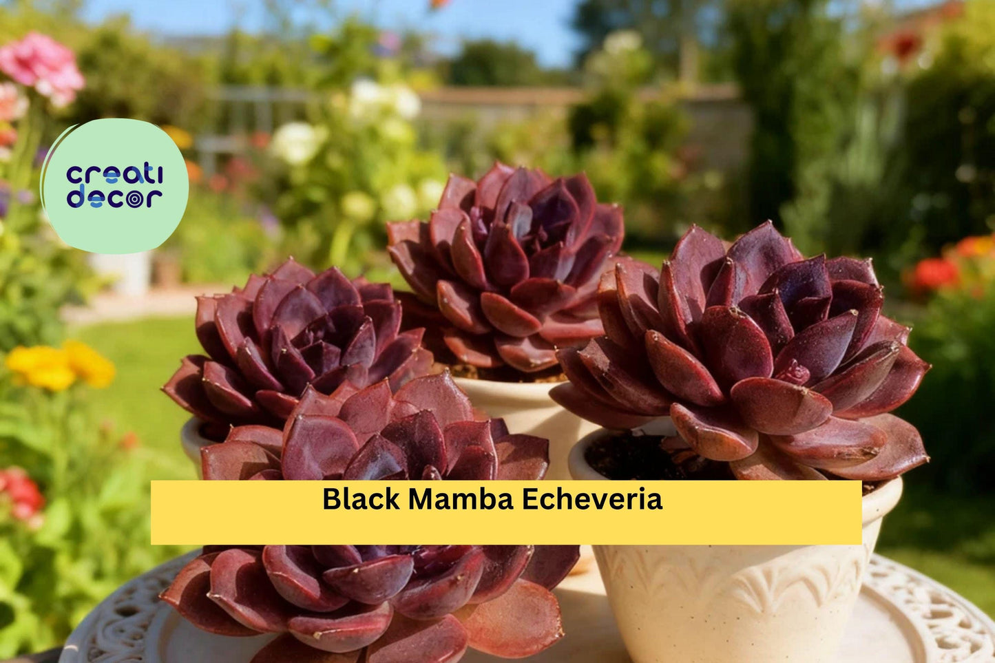 Small Echeveria Black Mamba – Rare Succulent Live Plant, Bare Root Starter, Deep Purple Rosette, Easy Care Indoor or Outdoor