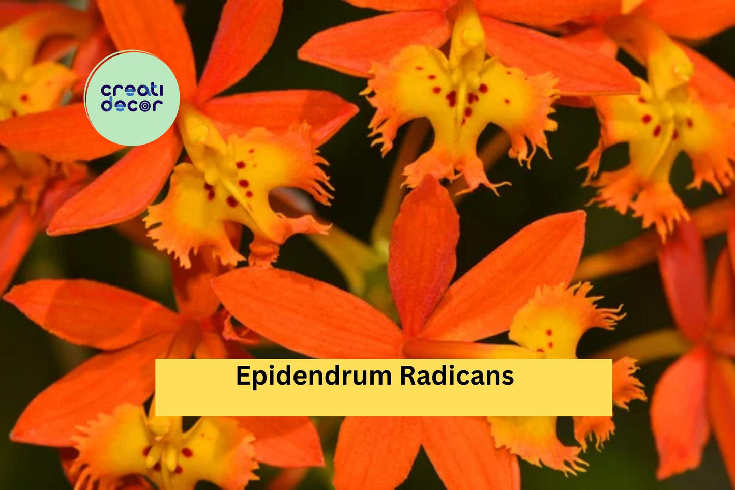 Epidendrum radicans | Orange Reed Stem Orchid | Live Bare Root Species Plant