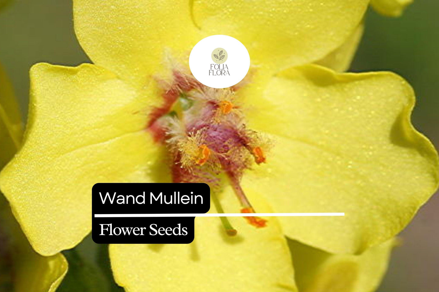 Wand Mullein Seeds (Verbascum virgatum) | 25 Seeds | Tall Biennial with Yellow Flower Spikes | Pollinator-Friendly