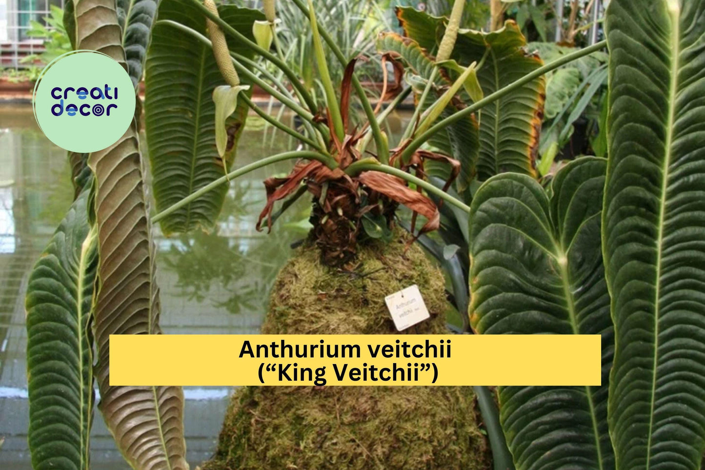 Anthurium veitchii “King Veitchii” – Live Well-Rooted Starter Plant – Rare Tropical Aroid with Large Textured Leaves