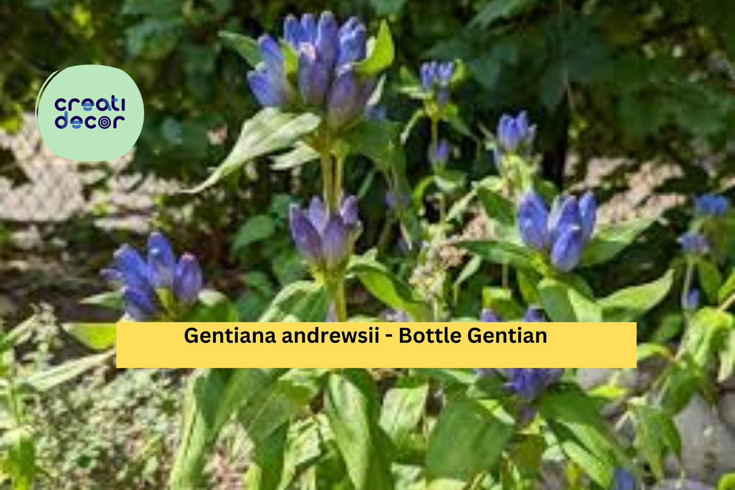 Bottle Gentian Seeds Gentiana andrewsii 100 Count Native Blue Wildflower Garden Plant Seeds