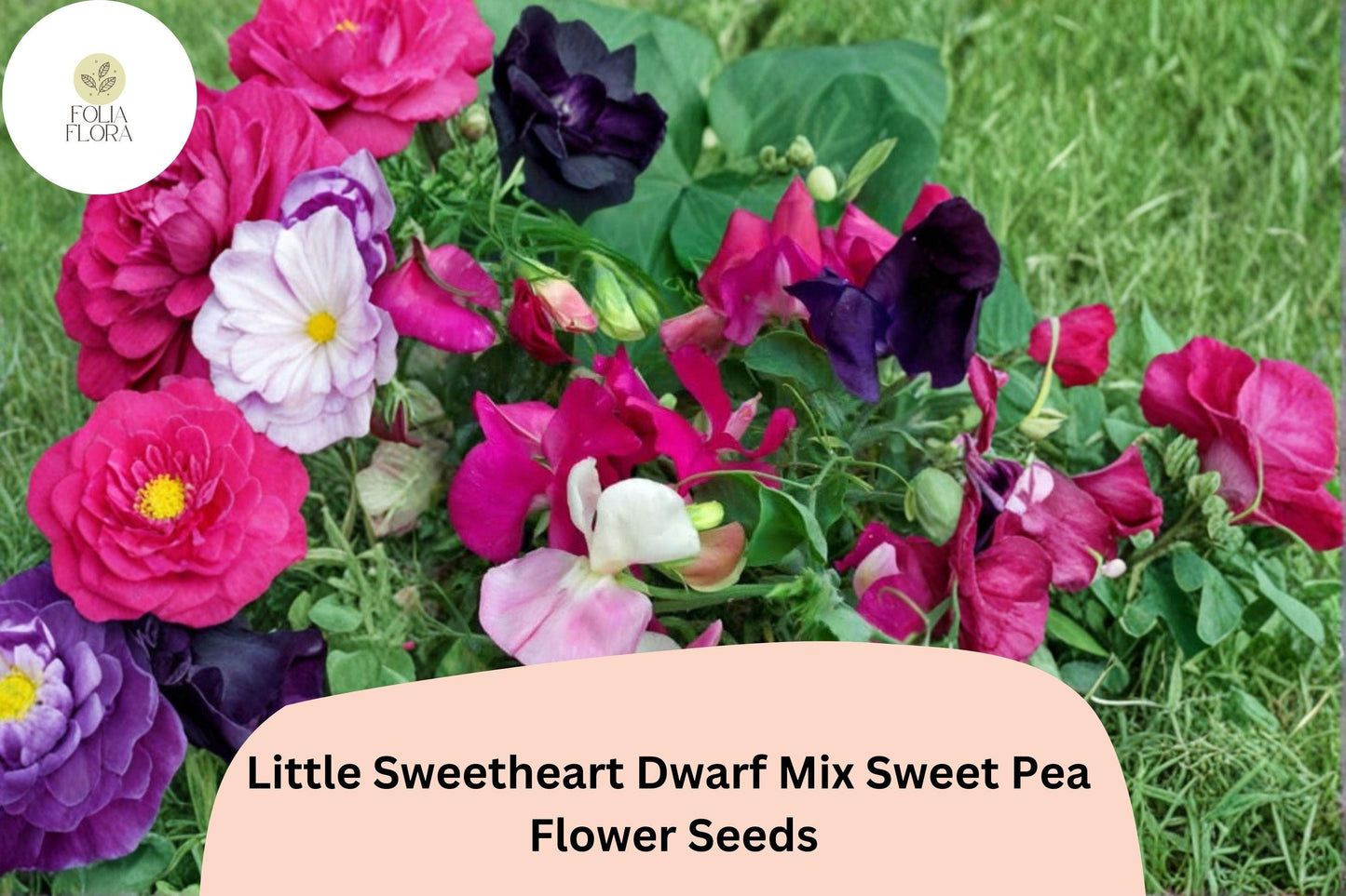 Little Sweetheart Dwarf Mix Sweet Pea Seeds | Lathyrus odoratus Flowers Mixed Colors (50+ Seeds)