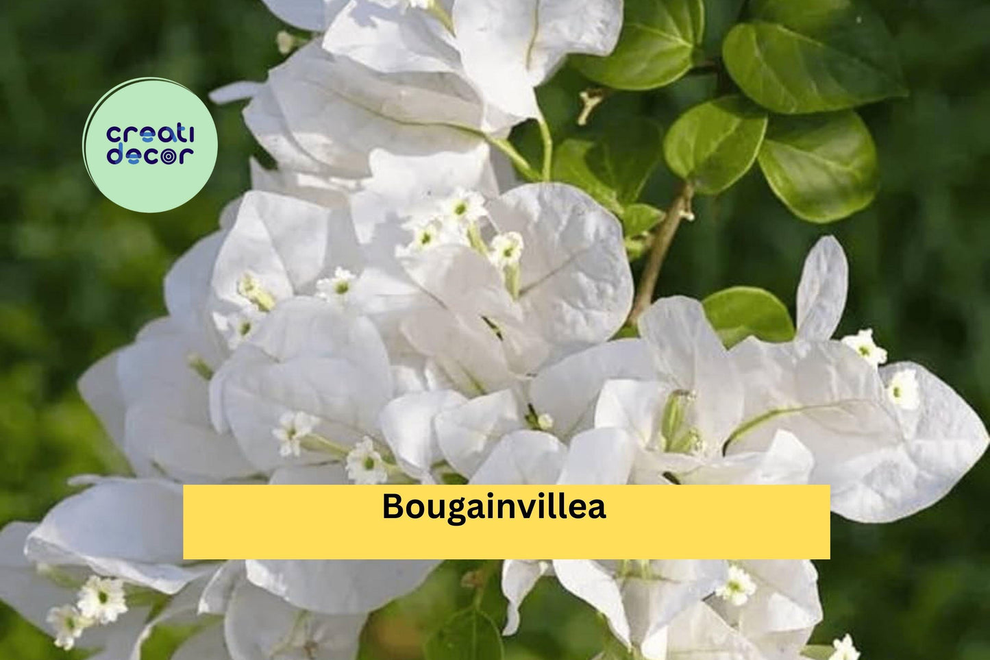 Well Rooted Key West White Bougainvillea Starter Plug Plant | Live Flowering Vine Cutting Ships Bare Root for Garden & Landscape