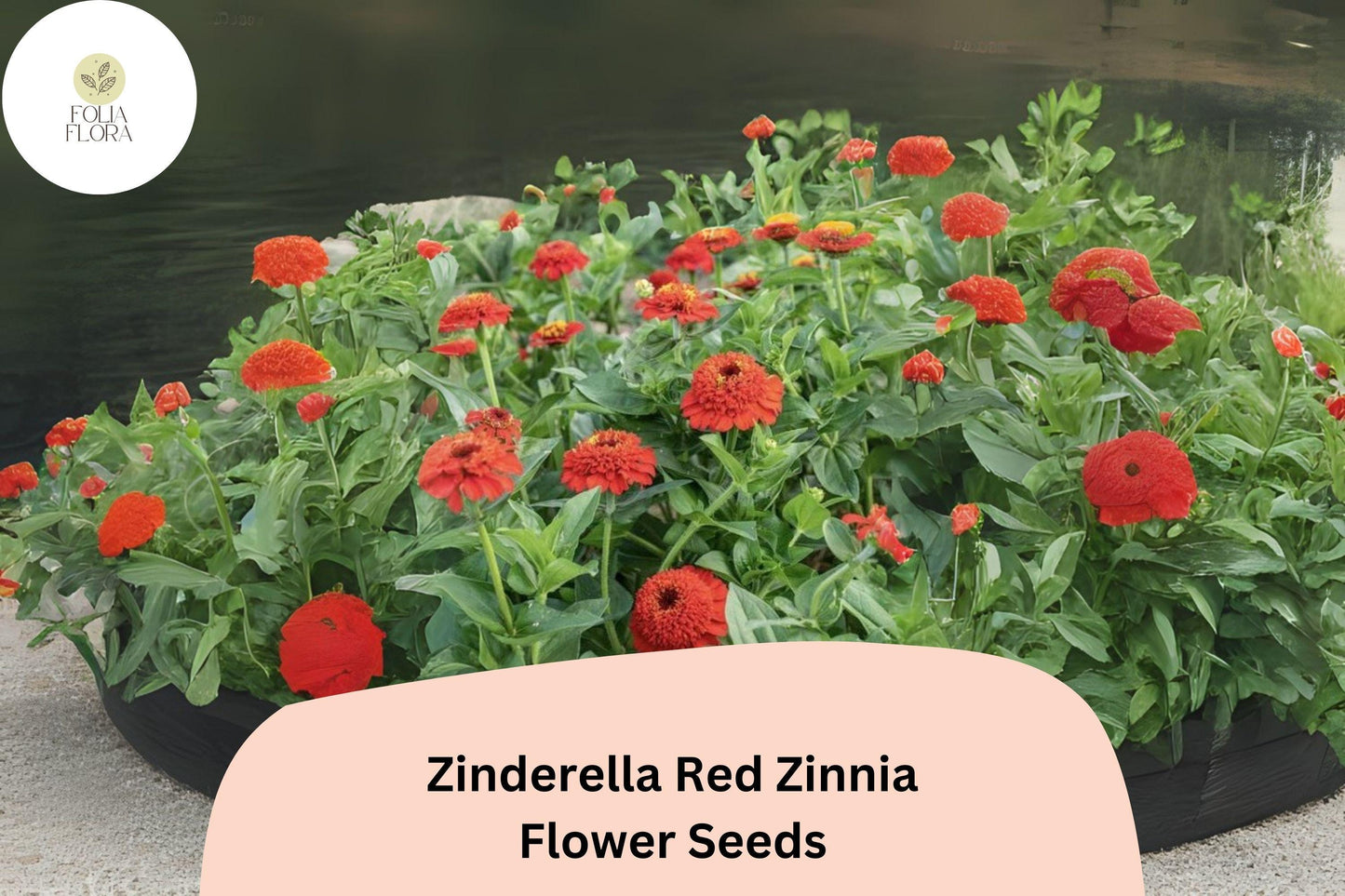 Zinderella Red Zinnia Seeds: Double Pompon Blooms, Heirloom Non-GMO