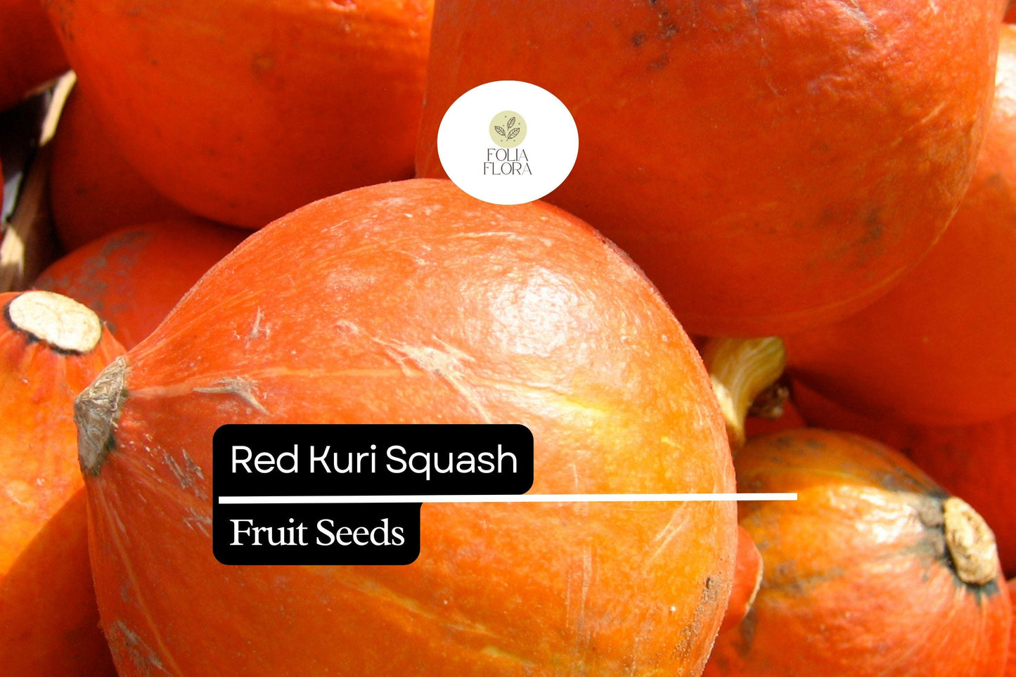 10 Seeds Red Kuri Squash (Cucurbita maxima) – Sweet & Nutty Winter Squash for Roasting and Baking