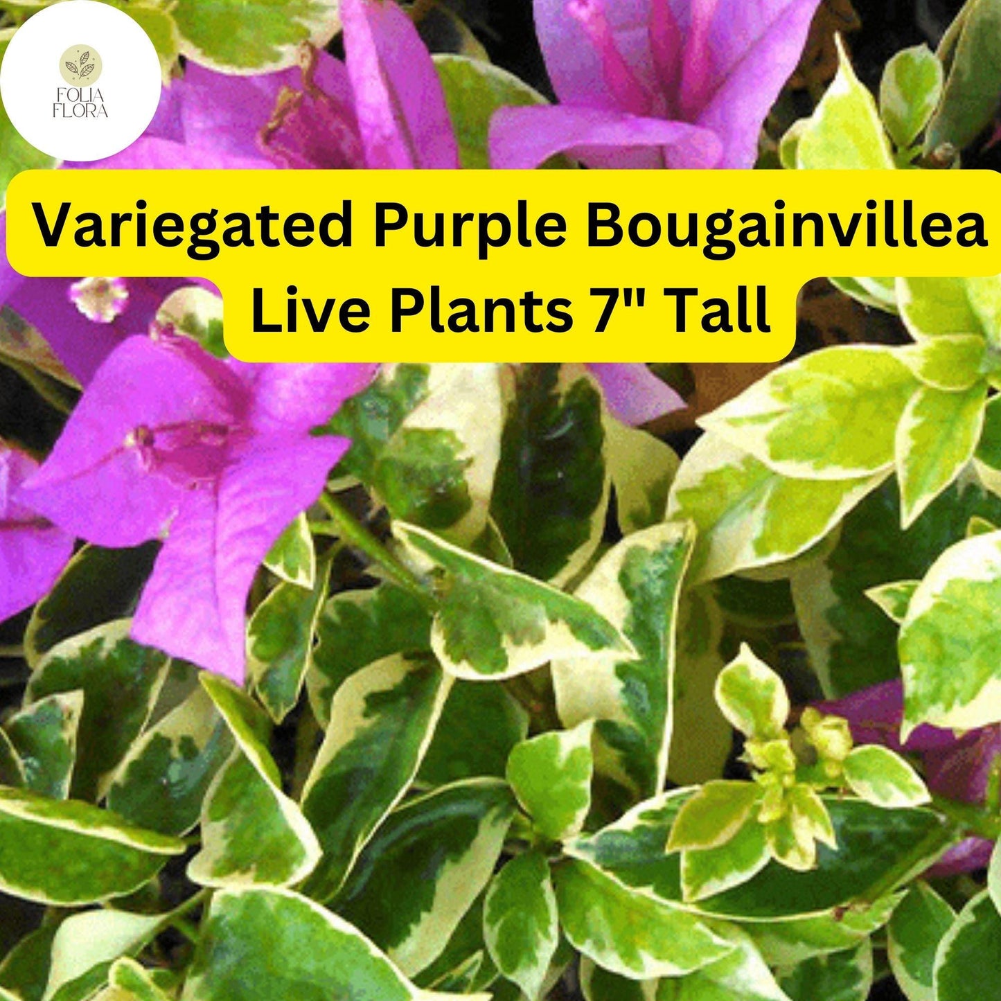1 Variegated Purple Bougainvillea - Live Plant 7" Tall - Paper Flower, Vibrant Blooms, Tropical Vine