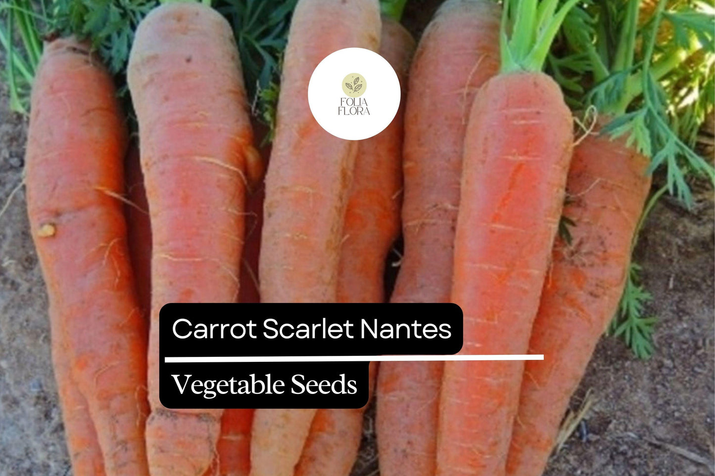 300 Seeds Carrot Scarlet Nantes, Sweet and Crisp Heirloom Carrots, Perfect for Gardens