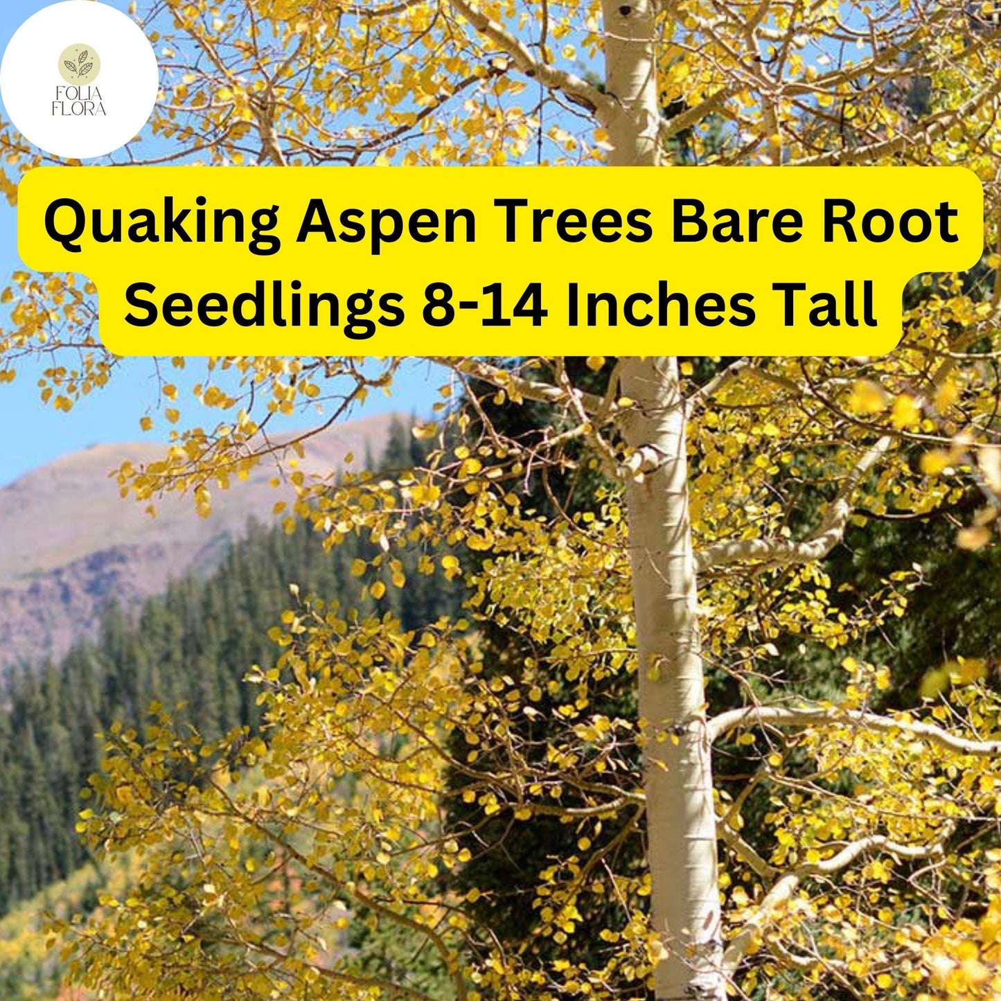 Quaking Aspen Trees (Populus tremuloides), Bare Root Seedlings, 8-14 Inches Tall