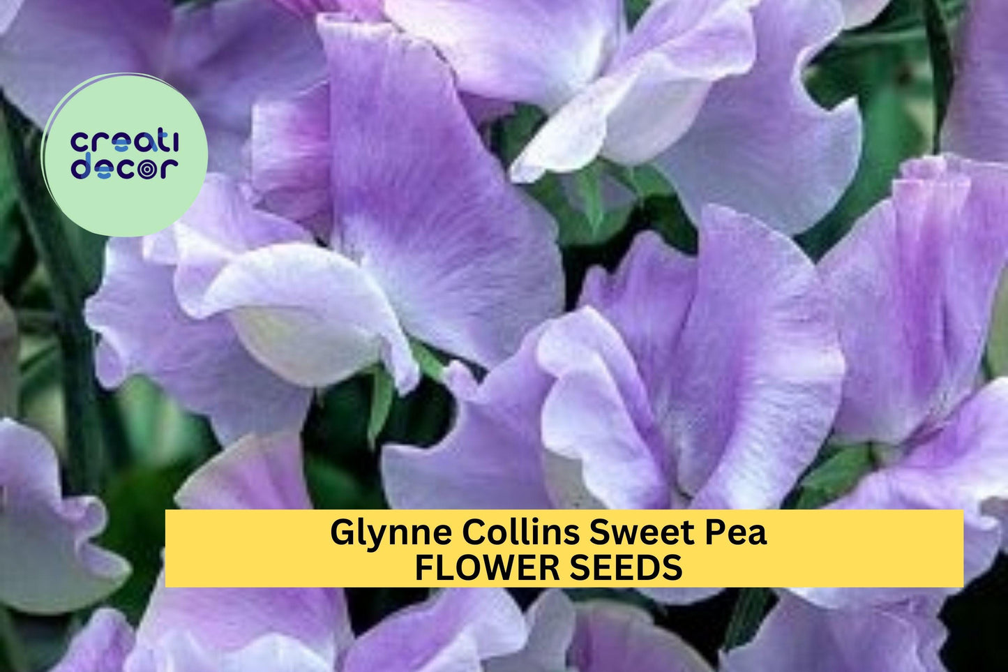 50+ Glynne Collins Sweet Pea Seeds – Fragrant Deep Pink Blooms for Garden Planting, Climbing Vines for Trellises & Bouquets – USA