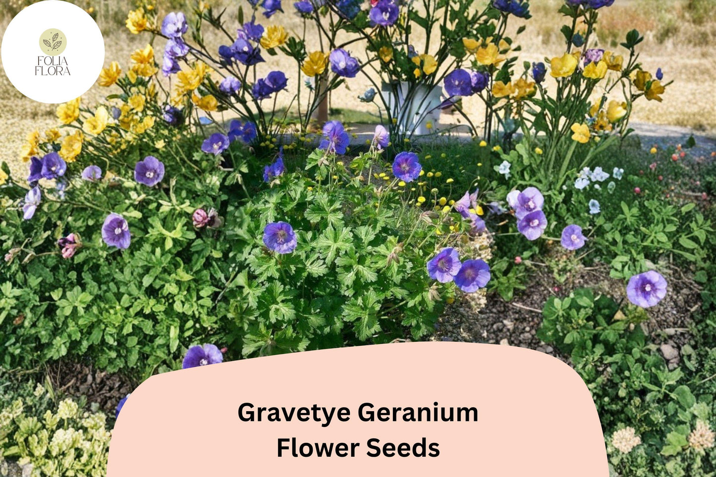 25+ Gravetye Geranium Seeds | Purple Zonal Pelargonium | Garden Flower Seeds