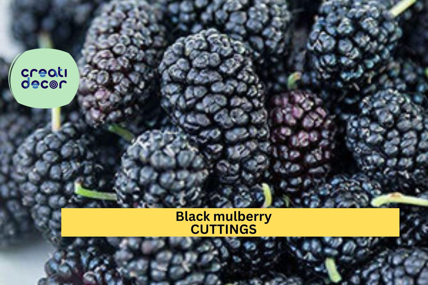 10 Organic Black Mulberry Cuttings | Unrooted Stems for Rooting | Sweet Fruit Tree Starter | Morus Nigra | Home Orchard