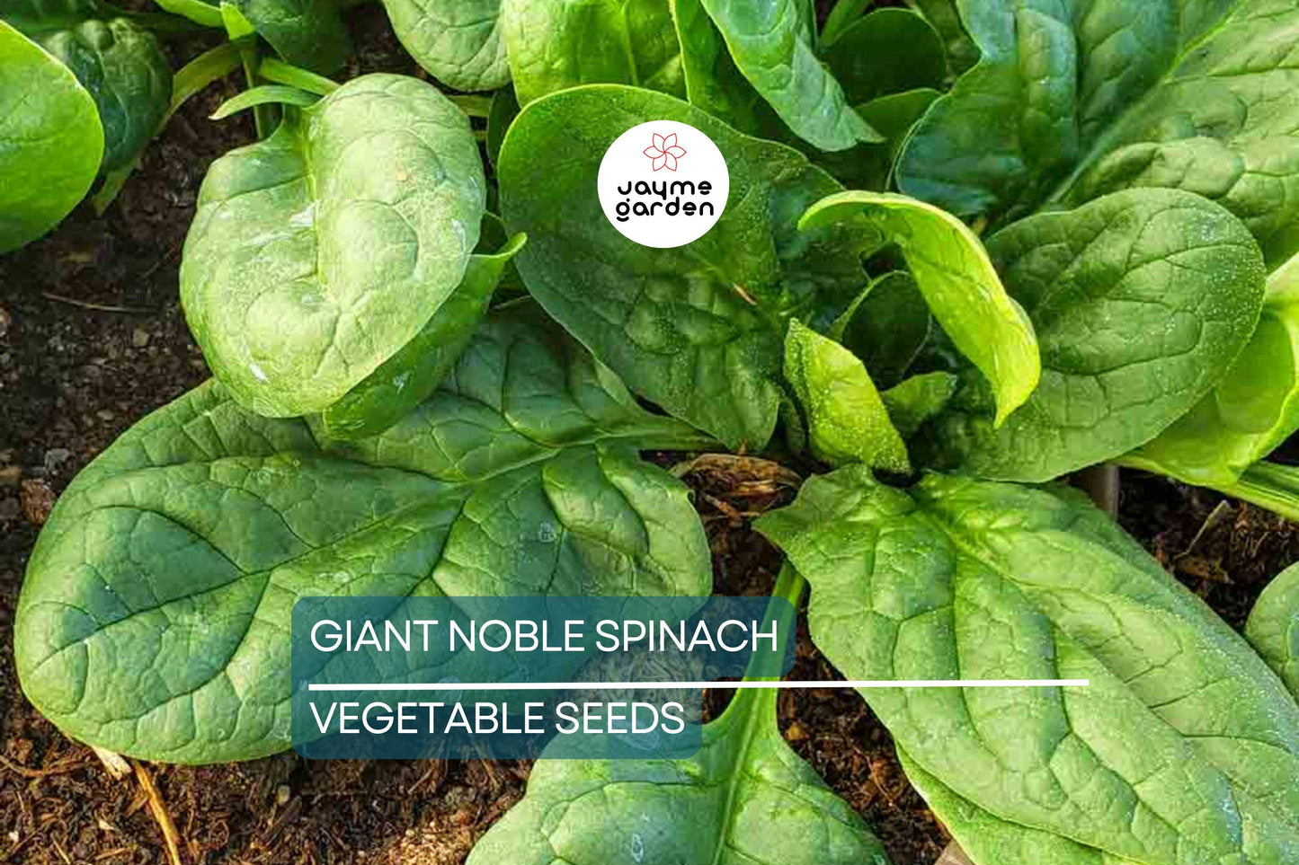 500 Giant Noble Spinach Seeds | Non-GMO Heirloom | Long-Standing Variety